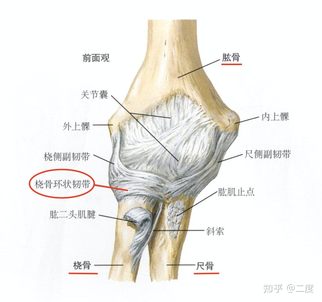 前臂的桡骨(靠前臂外侧的骨头)近侧的韧带——桡骨环状韧带(如图),包