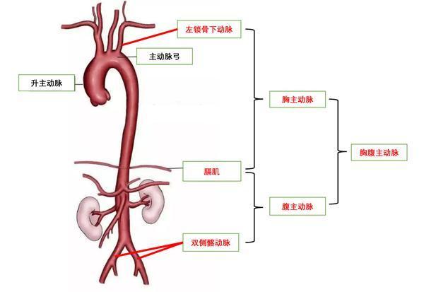 孙立忠:我在哪儿,就要让胸腹主动脉瘤消失在哪儿 - 知乎