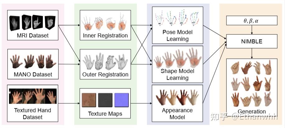 [论文解读] NIMBLE: A Non-rigid Hand Model with Bones and Muscles - 知乎