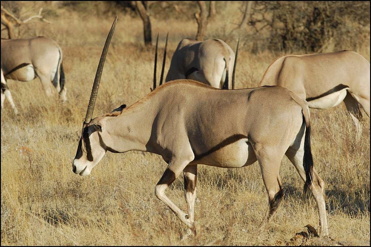 南七北六第一人:马羚,牛羚 - 知乎