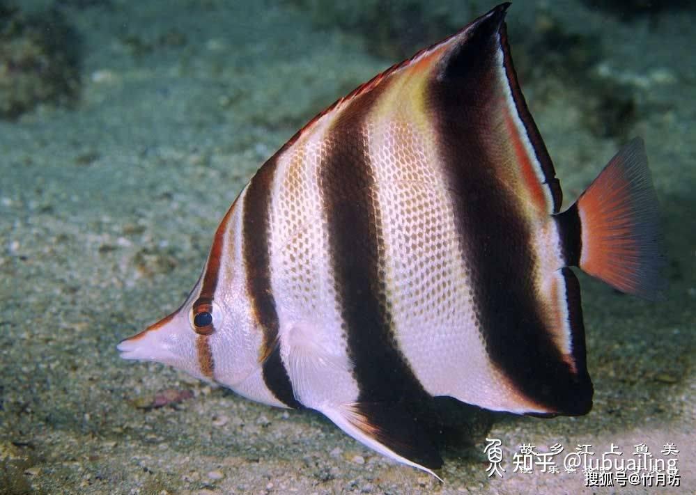 triangular, with prominent kiss, silver body color, and densely
