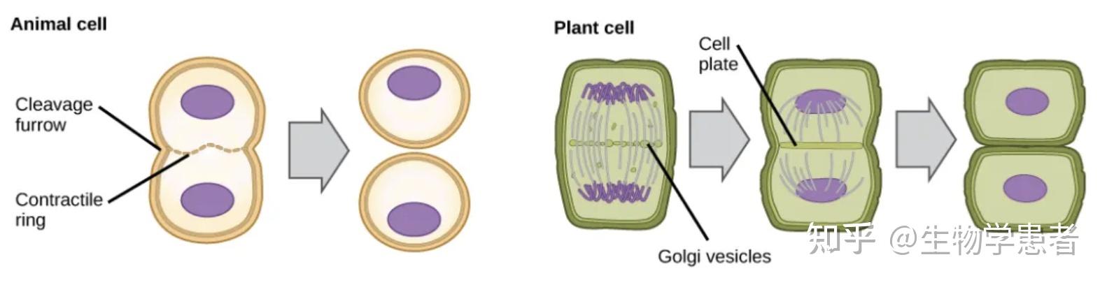 新细胞形成的最后一步,意味着子细胞(daughter cell)
