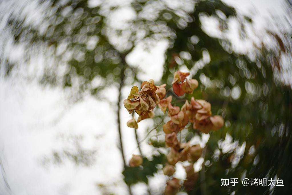 光学设计漫谈-亦敌亦友的渐晕 - 知乎