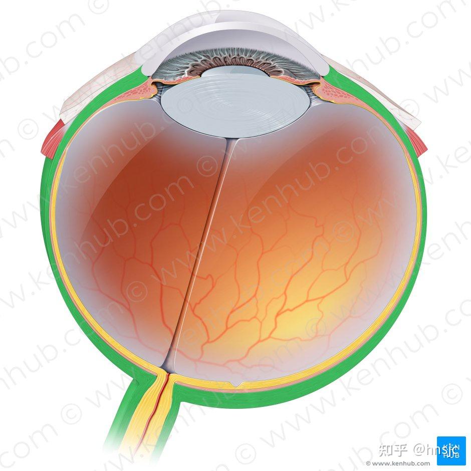 神奇的眼睛（1）眼球的解剖结构 知乎