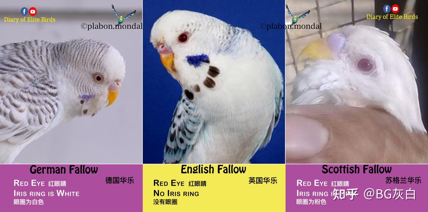 虎皮鹦鹉基因原理- 英国华乐（English Fallow） - 知乎