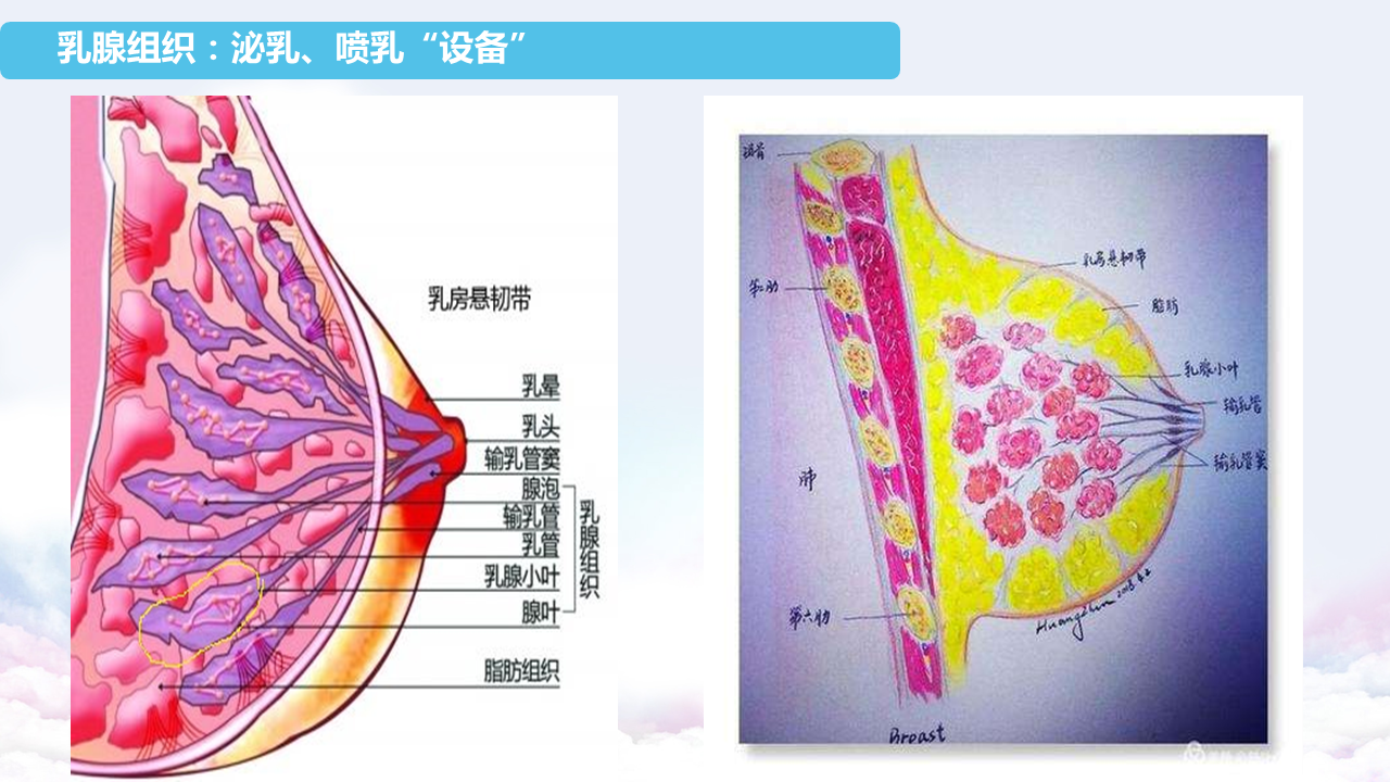 乳腺内部结构图片图片