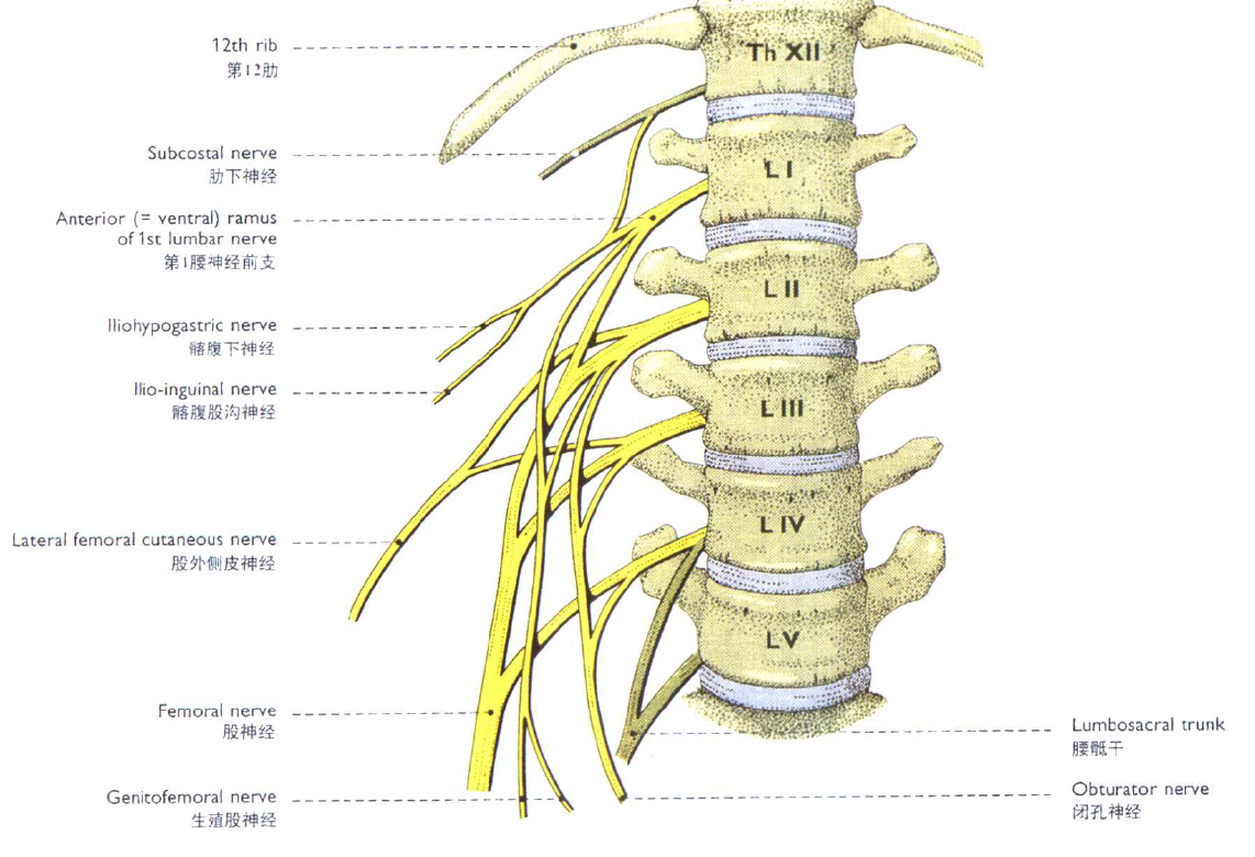 腰丛骶丛神经图片