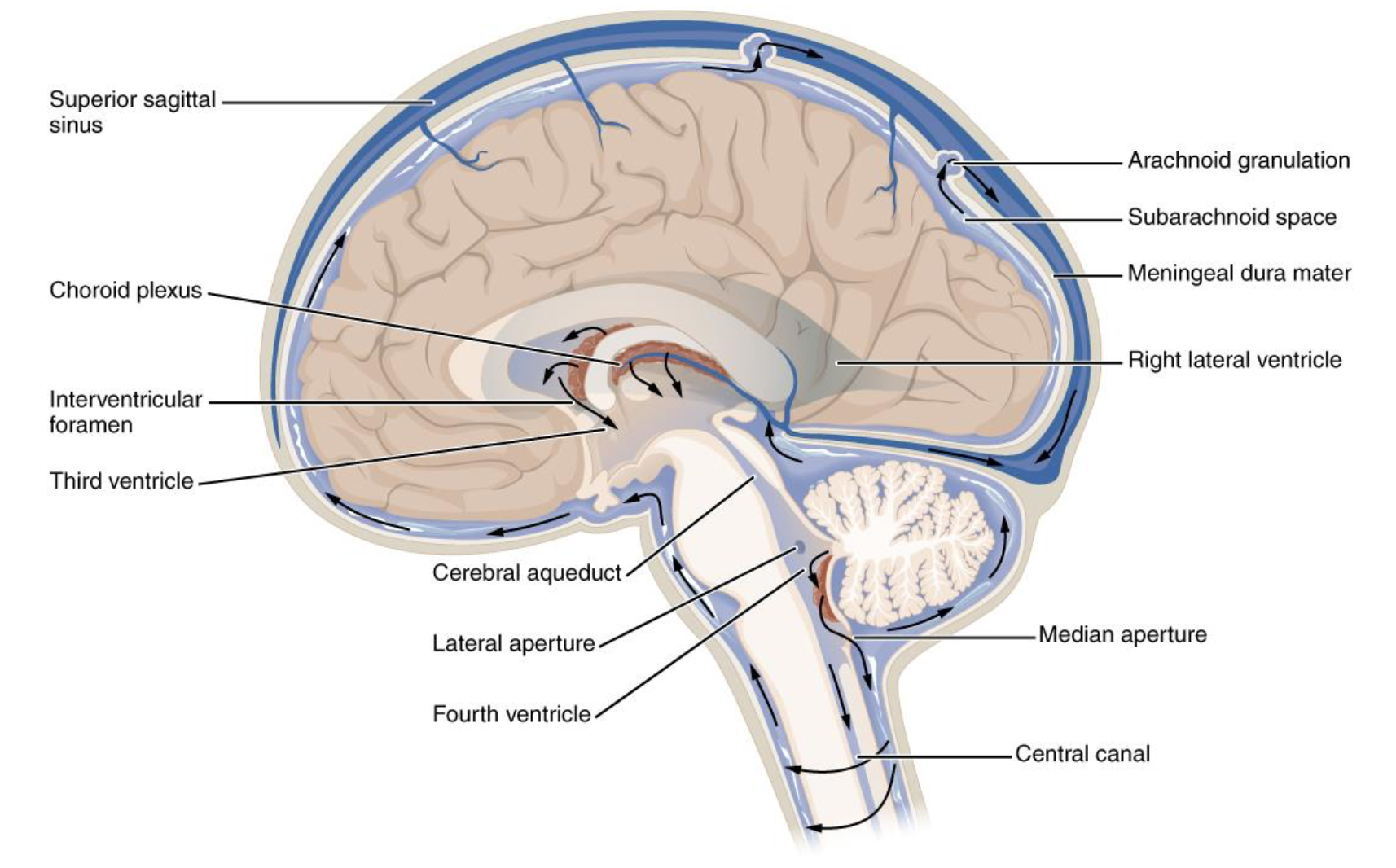 图1. 脑脊液循环示意图而就在上个月，一篇刊登在《science》杂志上的报告显
