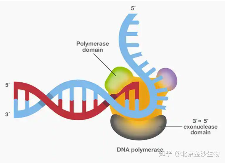  pcr 