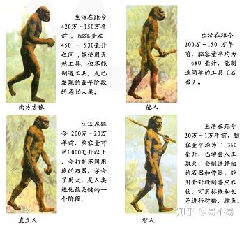 简明人类进化史 - 知乎