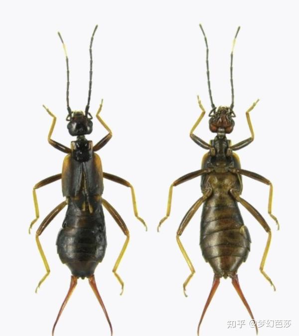 蠼螋,俗称耳夹子虫,剪刀虫,英文叫做earwigs - 知乎