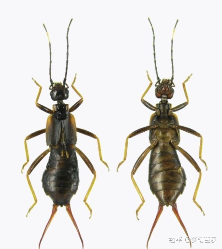 蠼螋,俗称耳夹子虫,剪刀虫,英文叫做earwigs - 知乎