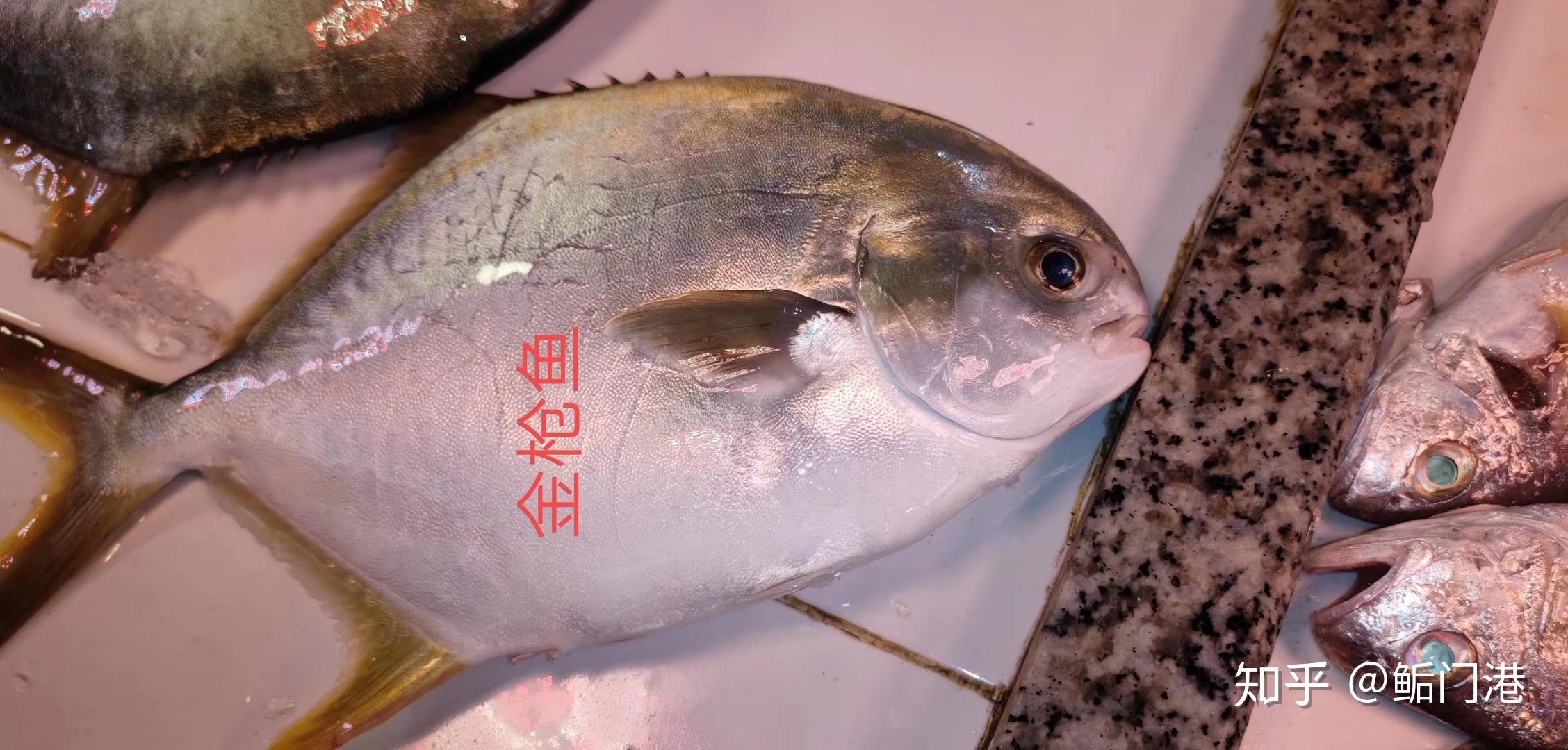 广东沿海常见的海鱼大全你都吃过吗