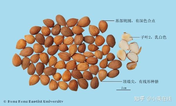 郁李仁（中药材资料、植物图像） - 知乎