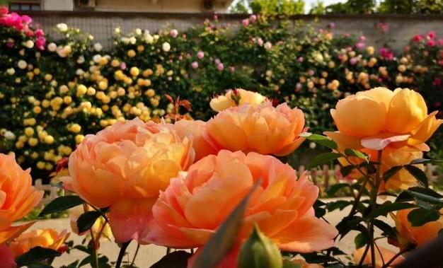 月季花有花苞不开花是咋回事 v2-ca7093a362634bf8b1968ef83525d287_1440w.jpg?source=172ae18b