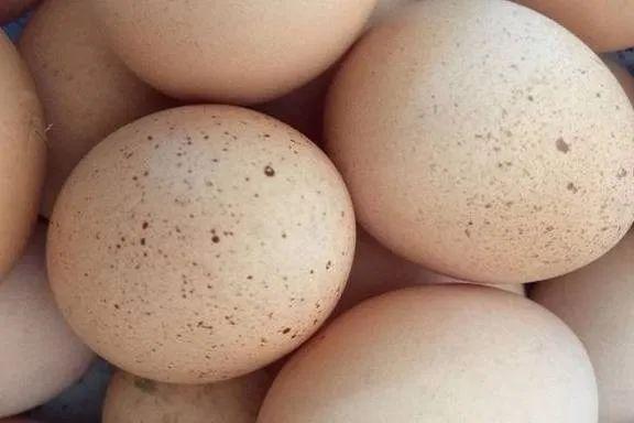 长雀斑的鸡蛋含有沙门氏菌,吃了会中毒?早知道早好