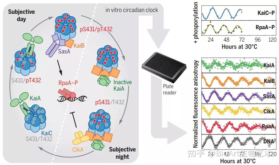 上加上了熒光探針【4】,並通過熒光各向異性(fluorescence anisotropy