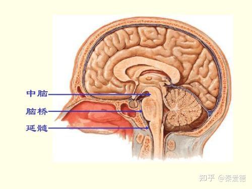 脑干是链接脊髓的,脑干进入大脑的最下面的一块叫做延脑(生命中枢),它