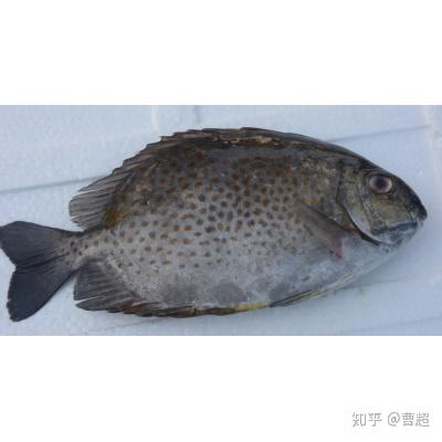 阿超海钓-常钓海鱼有毒鱼种 - 知乎