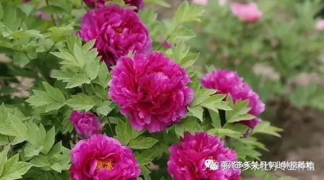 求购牡丹花卉苗