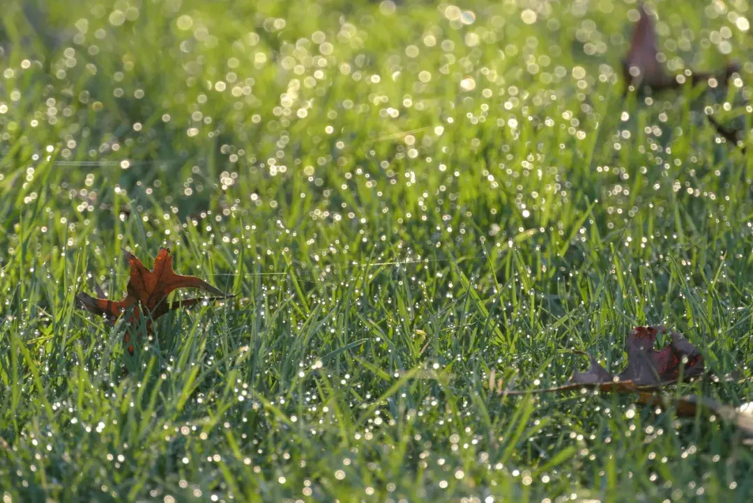 你爱闻的雨后泥土味其实是一场生物陷阱naturemicrobiology