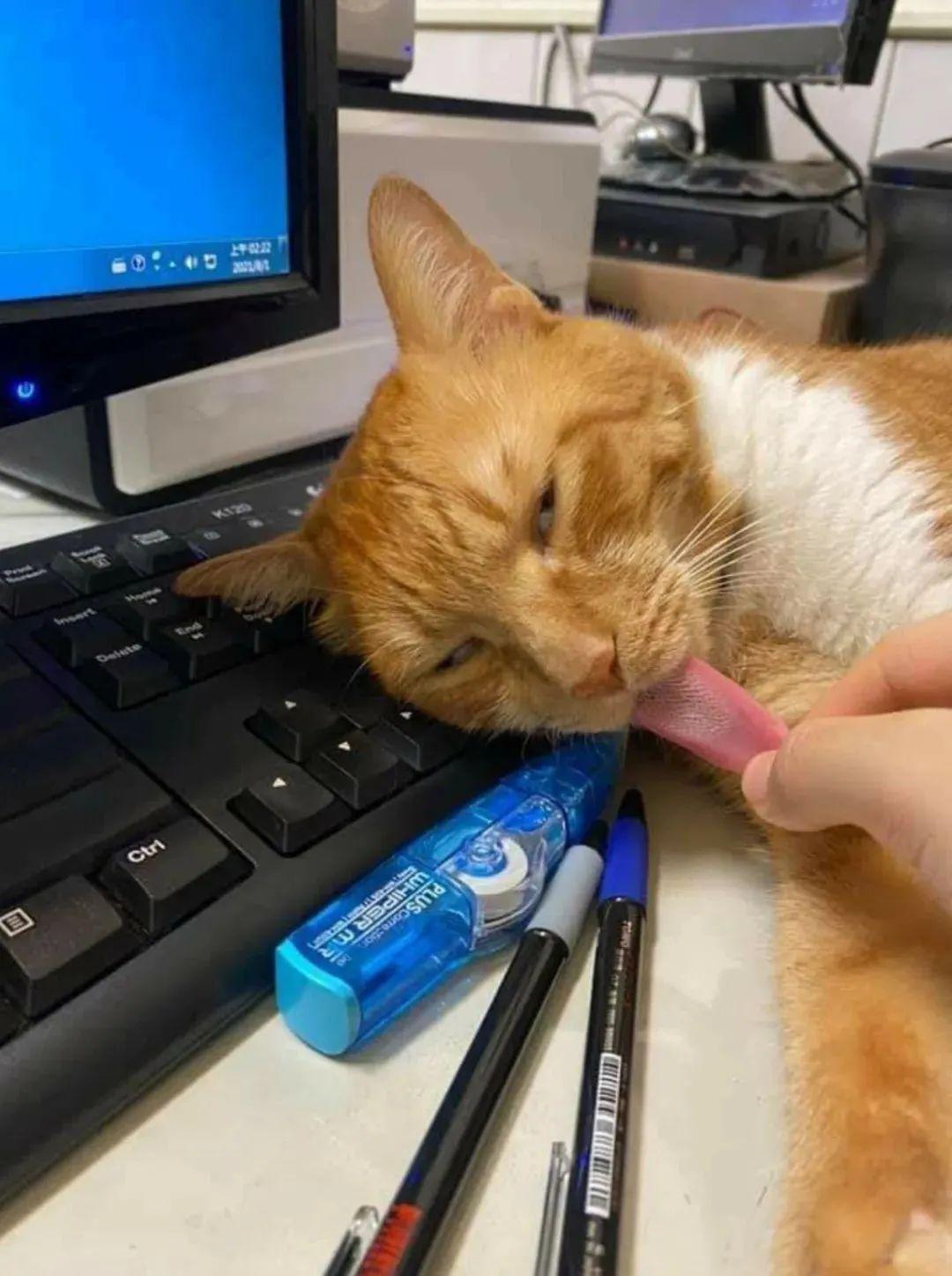 海绵收割机烘干昆虫救援南瓜公司披萨施工杀手卡路里糖霜雪注意脚下16