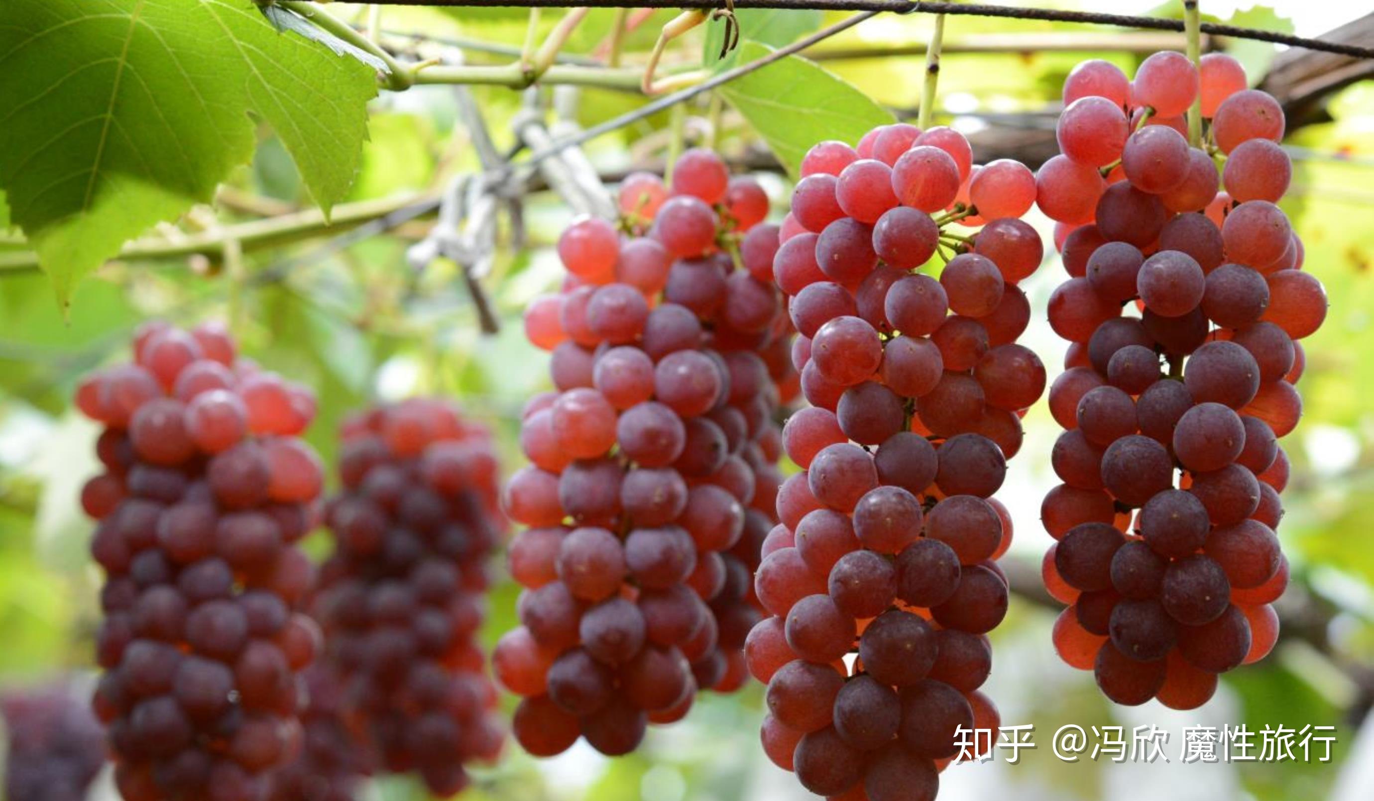 【地点·山梨】面积倒数,却是日本最大葡萄产区的山梨 - 知乎