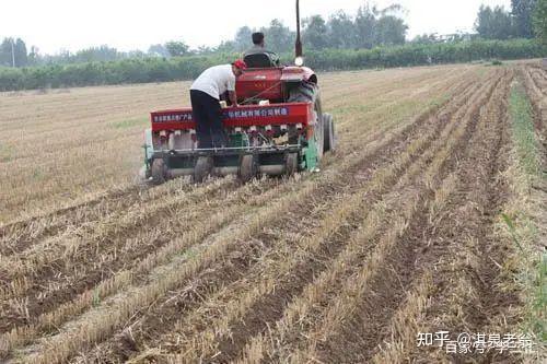 麦茬玉米是耕地施肥播种还是免耕留茬播种好 - 知乎