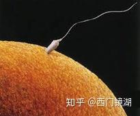 正确认识自己女性身份 胚型 天生基因 知乎