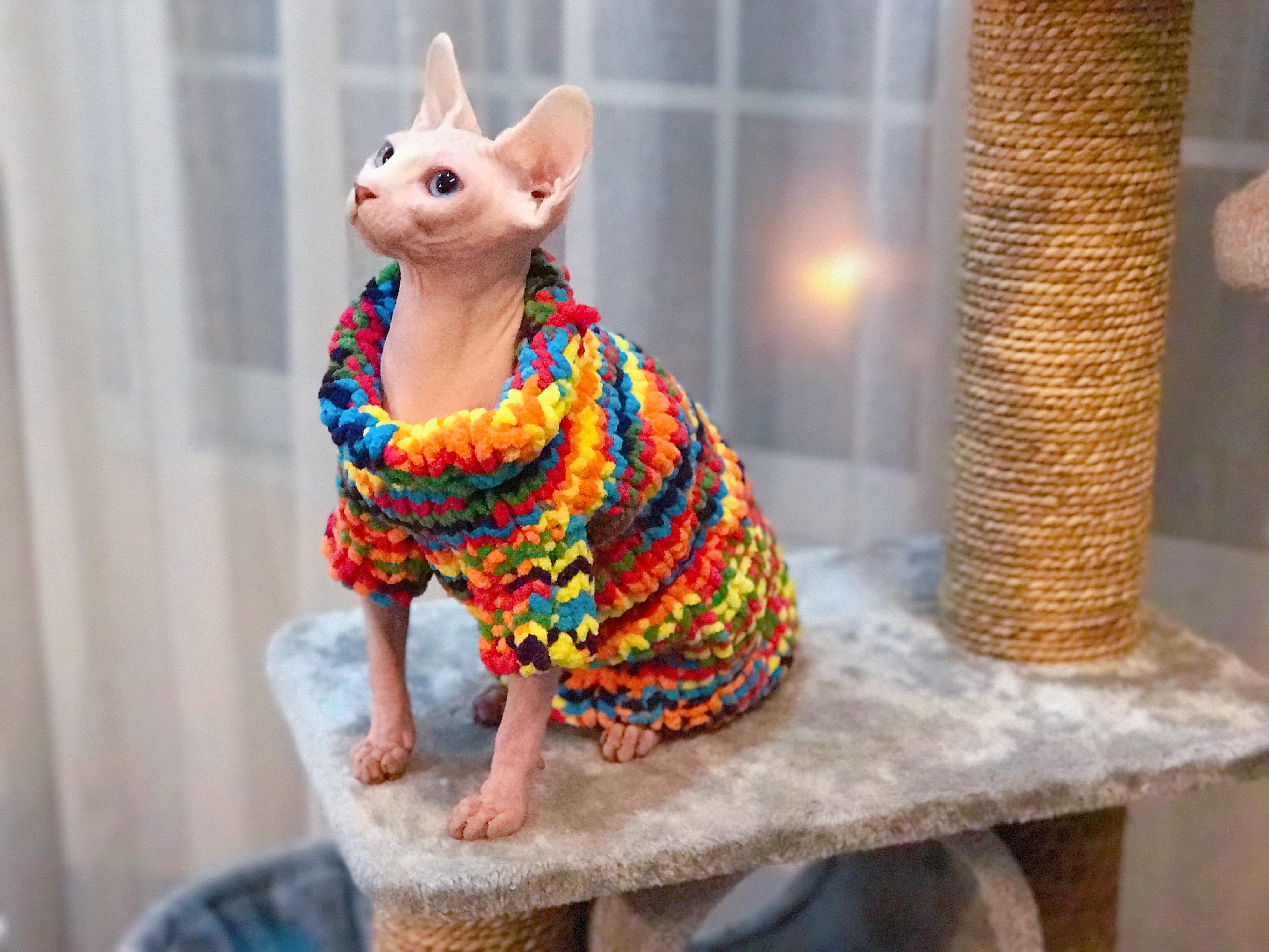 猫咪衣服秋冬装新款宠物小猫衣服宠物服装冬季20猫咪牛奶丝卫衣-阿里巴巴