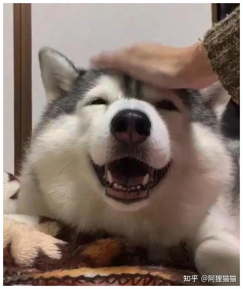 是大部分动物都喜欢被摸头吗?