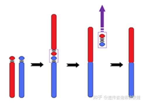 罗伯逊易位携带者可以生育健康的后代吗? - 知乎