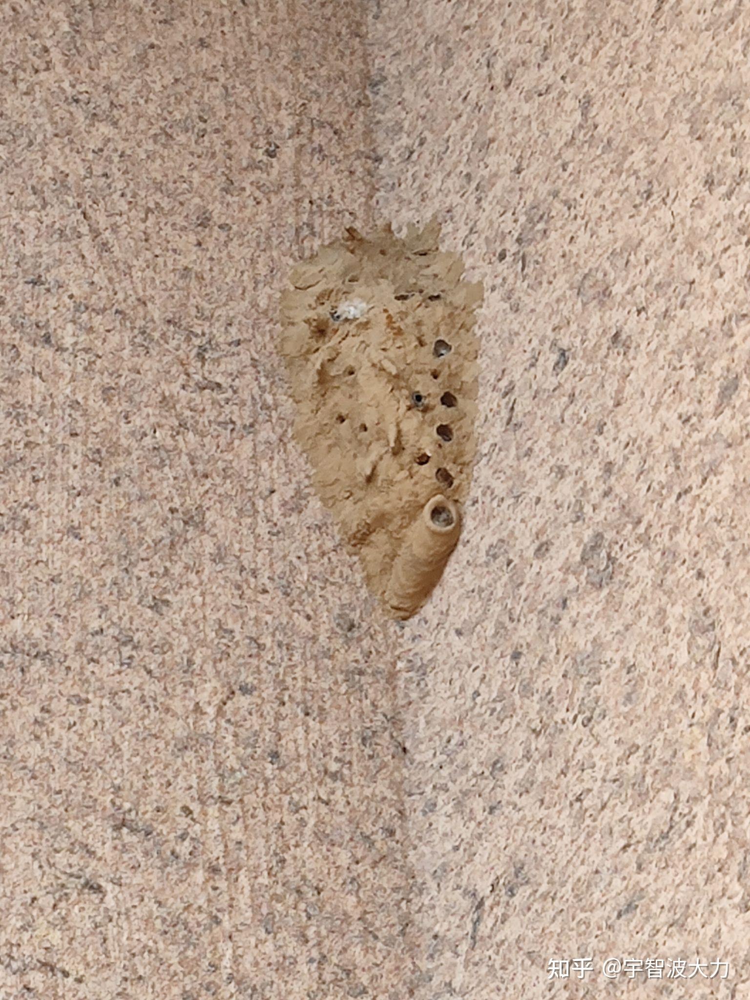 今天在阳台上看见的好像蜂窝的东西,这玩意咋处理啊?