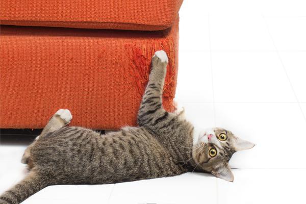猫为什么喜欢挠沙发身为奴才该怎么办