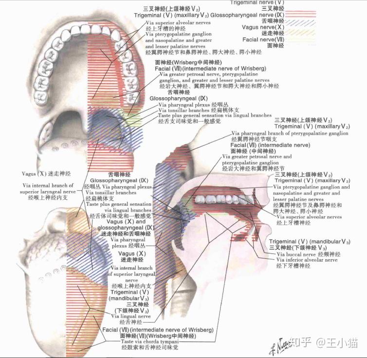 舌背舌腹图片