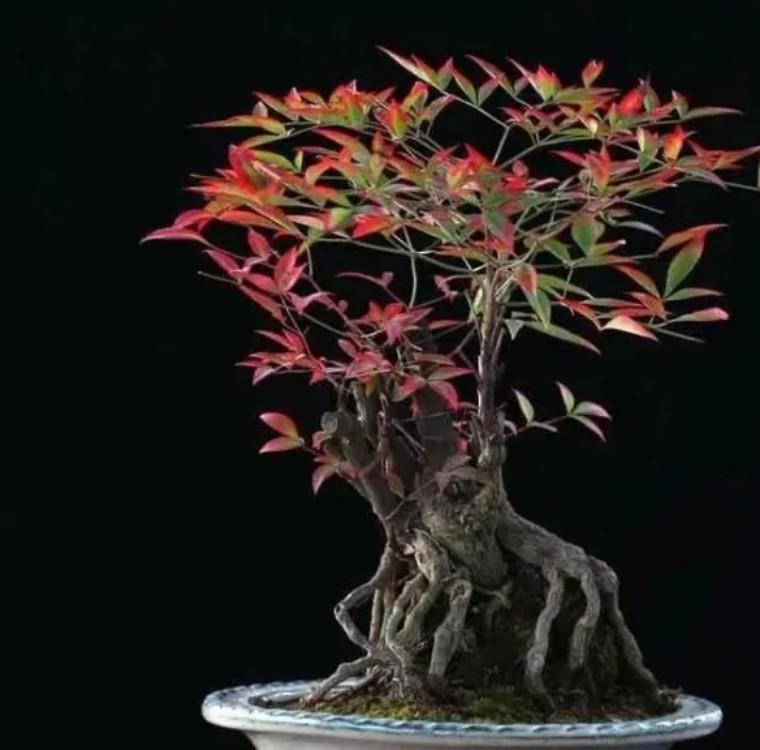 100种观叶植物 | No.22 南天竹养护攻略 - 知乎
