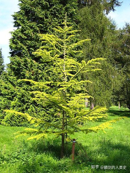 地球生物全系列植物篇松柏目松科六