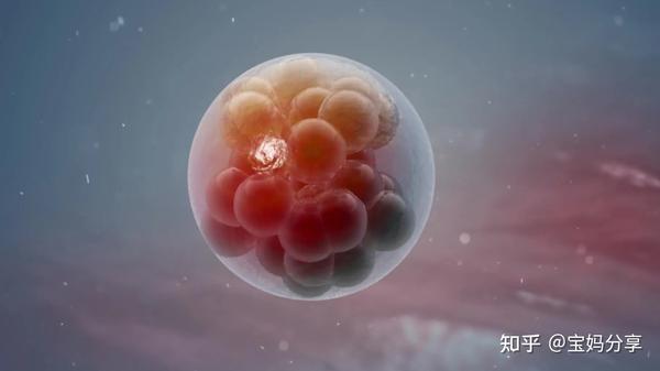 5天囊胚如何培育呢?囊胚的着床过程是怎样的? - 知乎