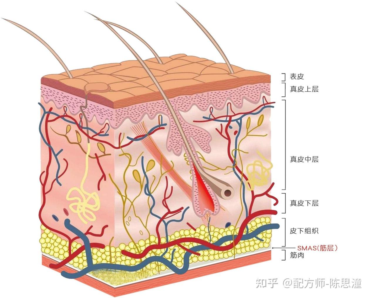 筋膜层衰老