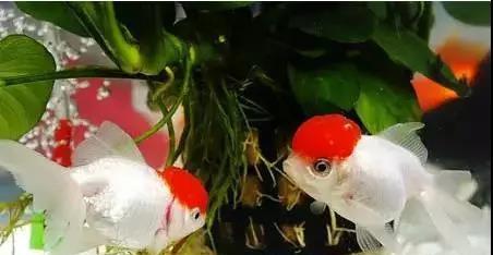 如何养金鱼不会死 知乎