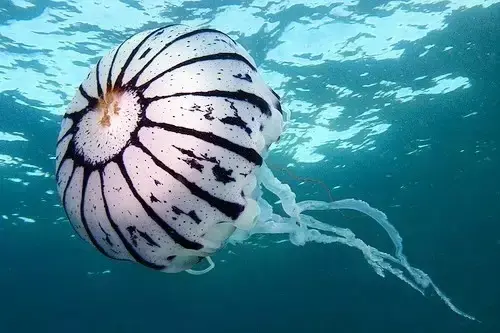 紫纹海刺水母伞径可达70厘米,就像是一个漂在海中的小南瓜,十分美丽