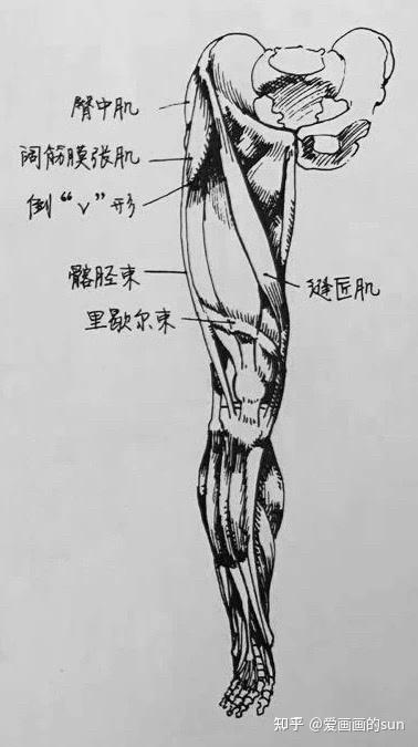 腿部结构 详解1速写 知乎 