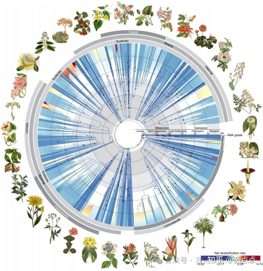 五分钟看懂系统进化树——结构、种类、分析方法、分析软件与可视化 - 知乎