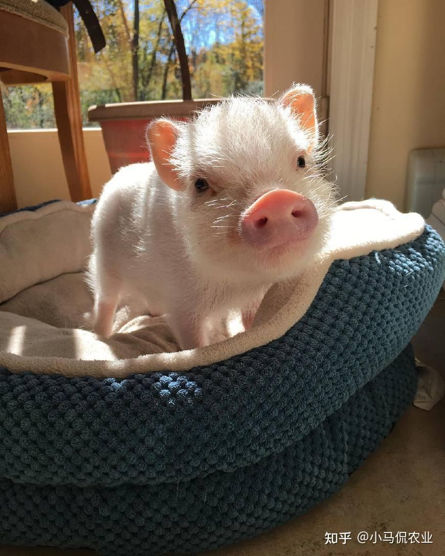 营口女生养5年宠物猪从3斤长到400斤,买菜猪驮东西,体重超标 - 知乎