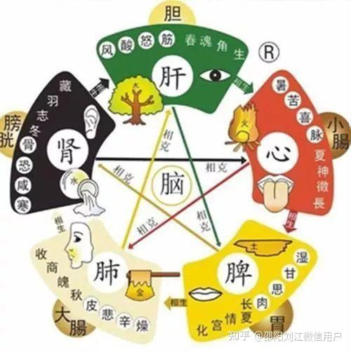 中医藏象学说之五脏的主要生理功能:肝〈15〉 - 知乎