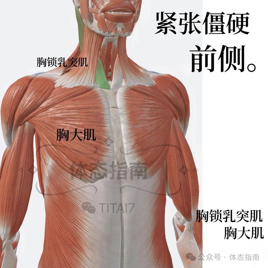 【头前伸】一篇文章告诉你关于探头的全部原因 - 知乎