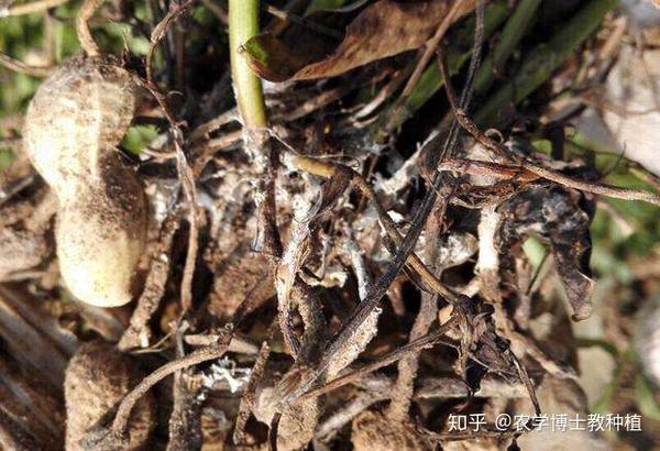 花生白绢病如何防治呢?识别症状是基础,积极预防很关键 - 知乎