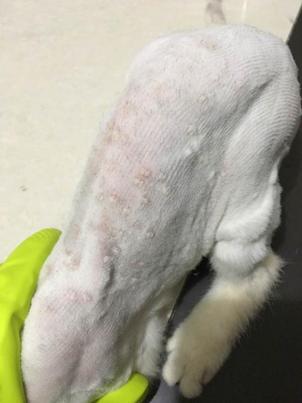 分享一个人畜对抗猫藓的经验猫得人感染