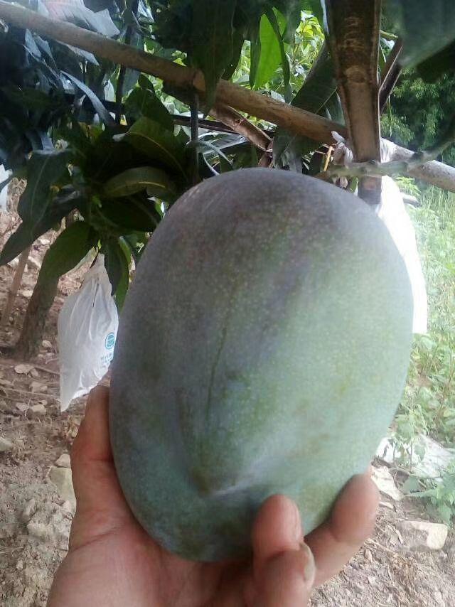 阳光的味道米易芒果