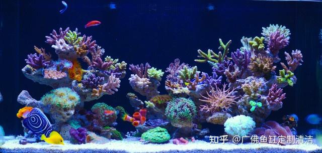 💙海缸 —— 打造属于自己的海底世界💙 - 知乎